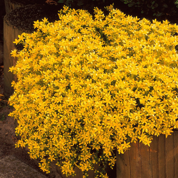 Ostra homulica – 3 rastline