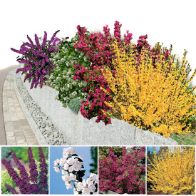 Pisana cvetlična živa meja (4)