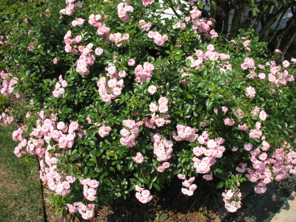 Mini vrtnica roza 'The Fairy'
