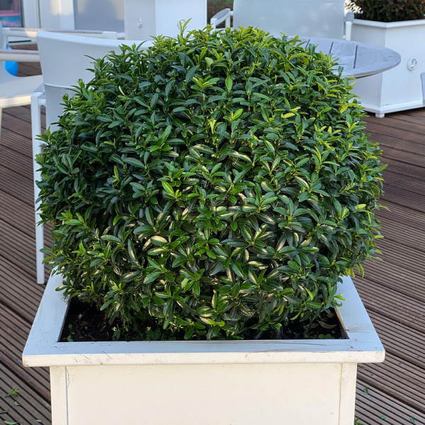Japonski dresnik 'Green Empire' (3)