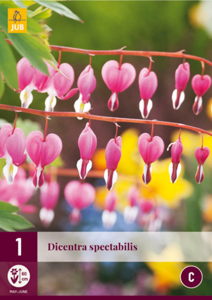 Srcasta dicentra