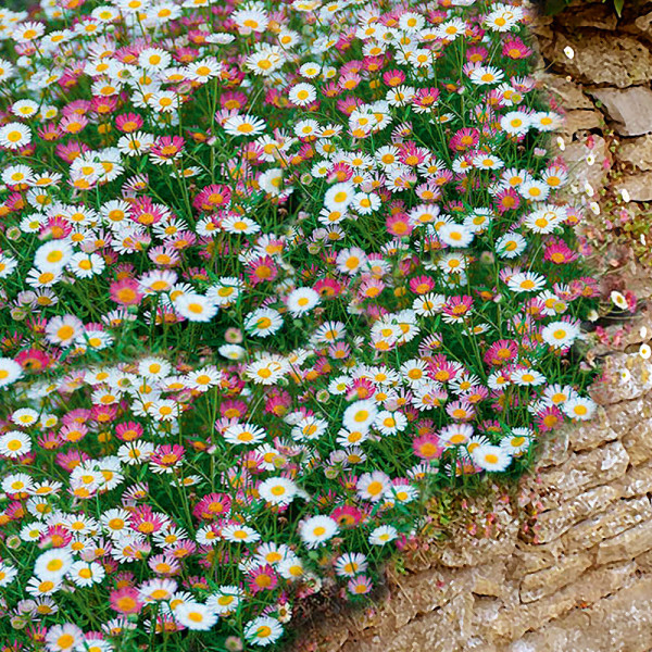 Suholetnica sorta 'Viva Espana'