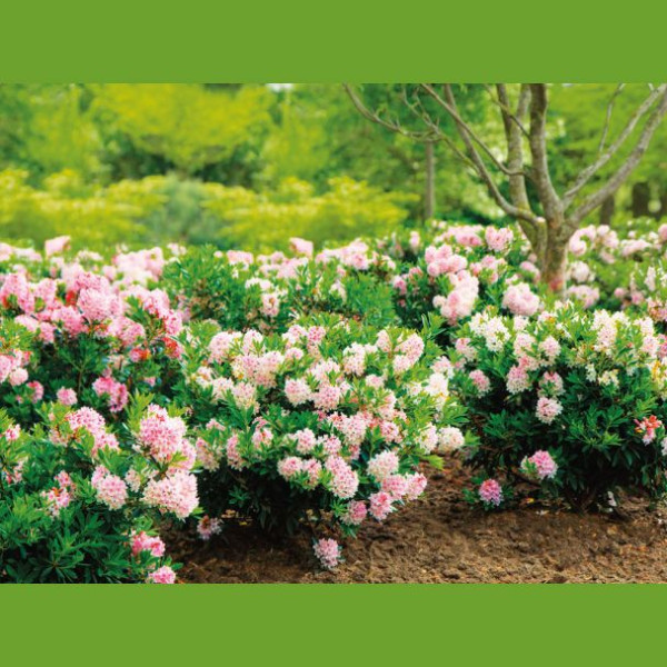 Rhododendron BloomBux velika velikost