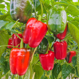 Paprika Lamuio