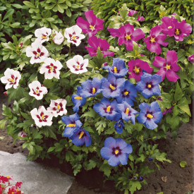 Trio grm hibiskusa