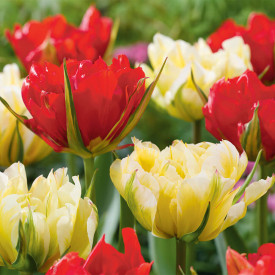 Tulipani Sweet & Love Valley (6
