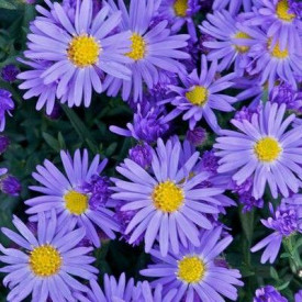 Aster Kassel, moder