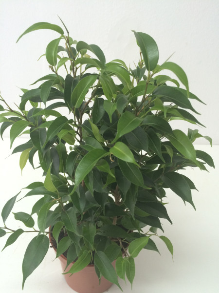 Ficus benjamina ‘Natasja’