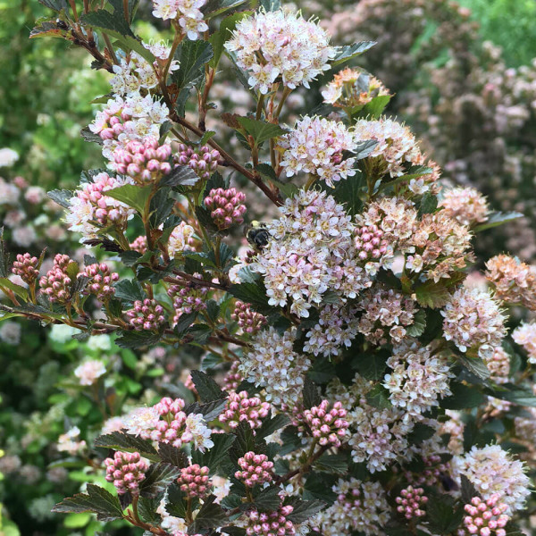 Čaj iz sladke češnje