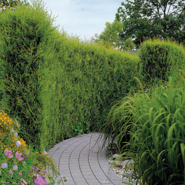 Leyland cipresa 80/100 v kontejnerju