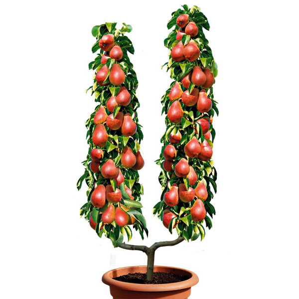 Hruška v obliki črke U Good Lujza