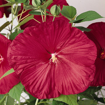 Blatni hibiskus rdeč