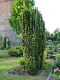 Stolpasti tis ‚Lakatos‘ 60/80 cm