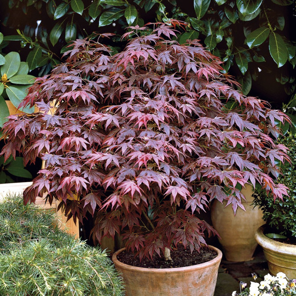 Japonski javor z rdečimi listi