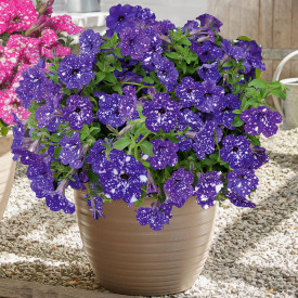 Petunija Night Sky (3)