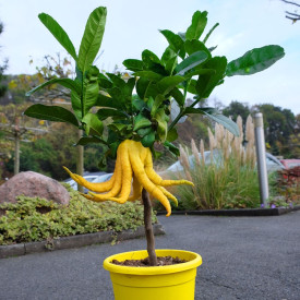 Budova ročna limona