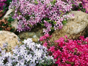 Plamenec blazinast – mešanica barv