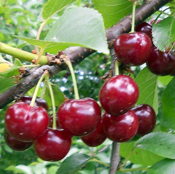 Višnja Erdi z zapakiranimi koreninami