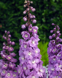 Ostrožnik, rožnati