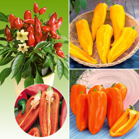 Midi paprika kompilacija (3)