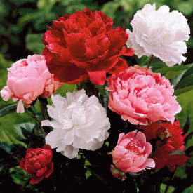 Navadna vrtna potonika(3)