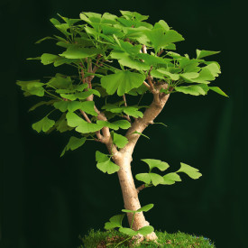 Ginkgo Biloba/Ginkgo