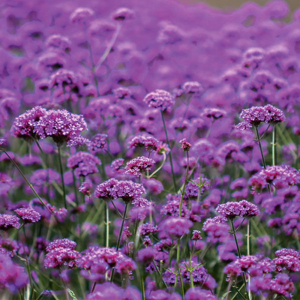 Dežnikasta verbena (3)