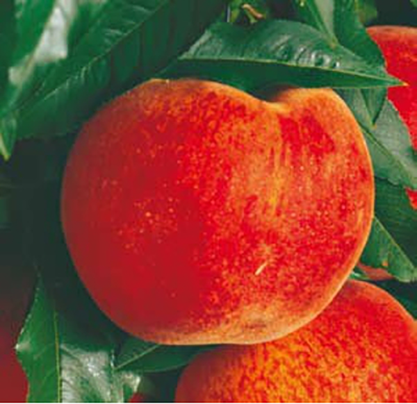 Breskev Redhaven, koreninsko zamotana sadika