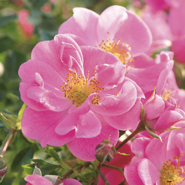 Čebela pase roza vrtnica