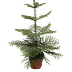 Okrasna sobna jelka
