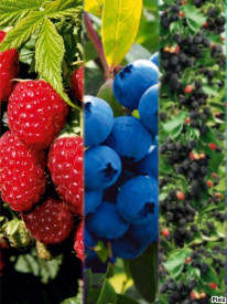 Jagodna kompozicija (3)