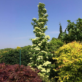 Stebrasti japonski dren Flower Tower
