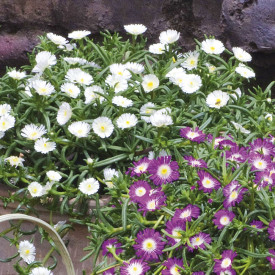 Crystal Flower White Wonder (3)