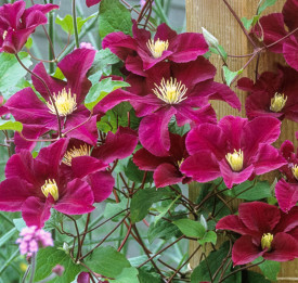 Klematis Warzawska Nike