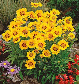 velecvetne lepe očke