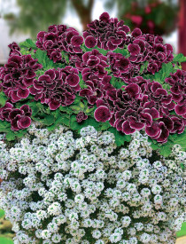 1 sadika Aristo pelargonije v lončku in 3 sadike Snow Princess.