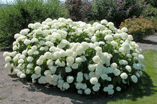 Hortenzija Annabelle