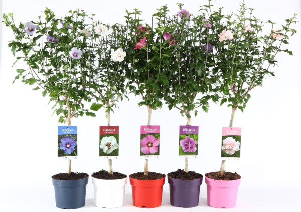 Debelopnati hibiskus v različnih barvah