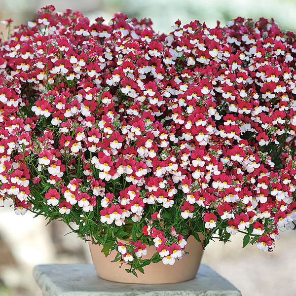 Nemesia Sunsatia Cherry on Ice