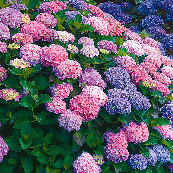 Dvobarvna hortenzija 'Farbtraum'