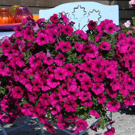 Alpetunia 'Temno vijolična'