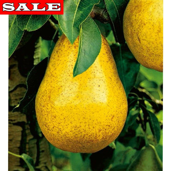 Vilmos hruška z zemeljsko grudo