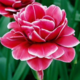 Tulipan 'Dream Touch' (10)