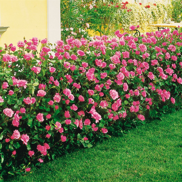 Vrtnica ‘Queen Elizabeth’ – parkovna vrtnica 1