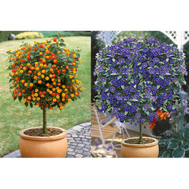 Lantana i Solanum Rantonetti modri