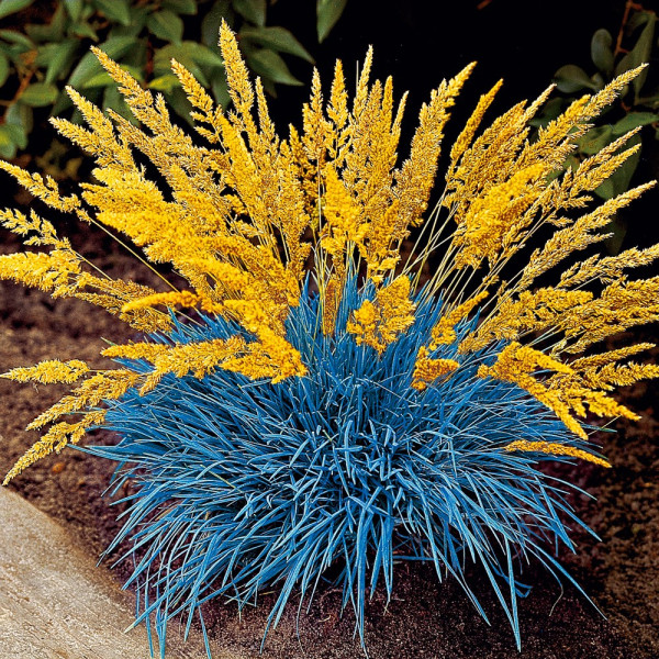 Zvezdasti drobni cvetovi (3)