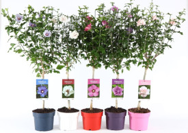 Debelopnati hibiskus v različnih barvah