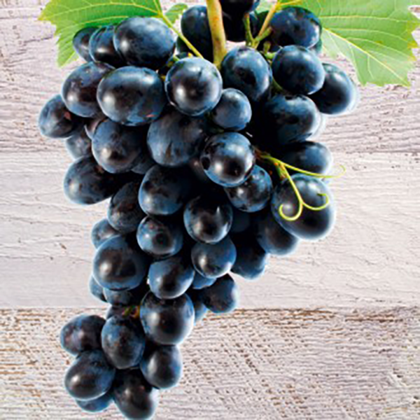 Modro jedilno grozdje brez semen King Ruby