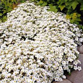 Poljska zvezdica (3 kom.)