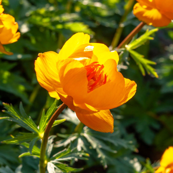 Planinčica 'Goldkönigin'